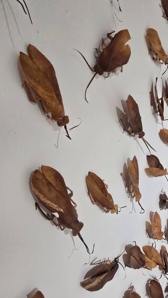 Exhibition view of ‘Re-Seen Cockroach’ at Arthshila Kochi.