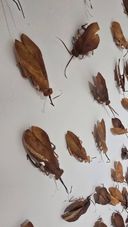 Exhibition view of ‘Re-Seen Cockroach’ at Arthshila Kochi.