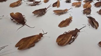 Dozens of cockroach-like sculptures made from dried brown leaves, with thin wire legs and antennae, scattered across a white floor.