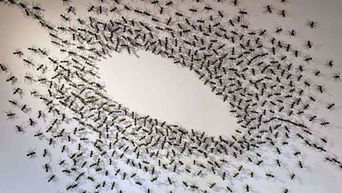 Hundreds of model ants swarming across a white wall in a dense ring, leaving a clear oval of bare wall at the centre.