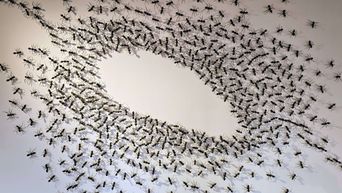 A dense swarm of small black insects covers a light wall, forming a large open oval shape in the center, with the insects concentrated around the edges and thinning out toward the middle.