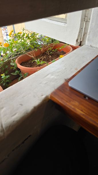 Potted plant on a windowsill above a desk with a laptop