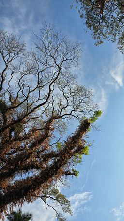 Bare tree branches against a blue sky