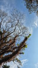 Bare tree branches against a blue sky