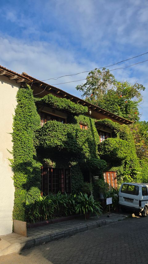Building facade covered in dense climbing green vines, a parked van