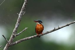 A small bird with a bright orange chest and a dark blue head sits on a thin tree branch, its long pointed beak open as if calling, against a blurred green background.