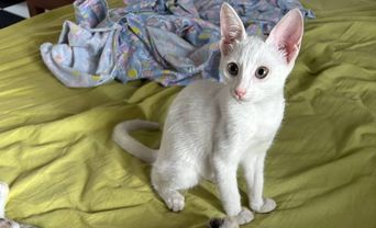 A white kitten with large ears standing on a yellow bedsheet, looking at the camera.