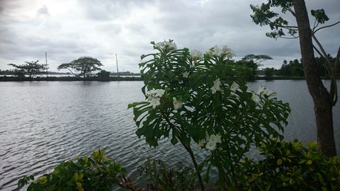 Near Kumbalangi village.