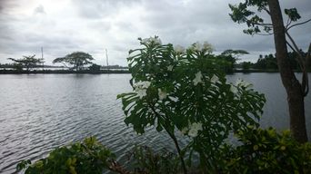 Near Kumbalangi village.