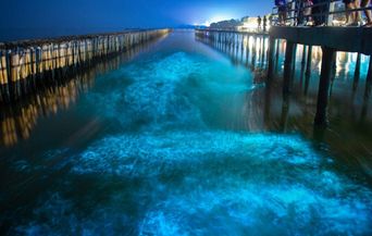 Bioluminescent blue glow in water — the kavaru phenomenon seen in Kerala’s backwaters.