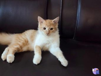 A cream and ginger kitten lying stretched out on a dark leather sofa, front paws forward, looking at the camera.
