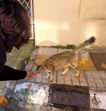 A person crouches to reach toward a tabby cat on a paved street.
