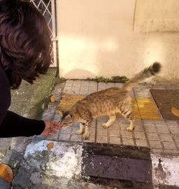 A person crouches to reach toward a tabby cat on a paved street.