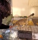 A person crouches to reach toward a tabby cat on a paved street.