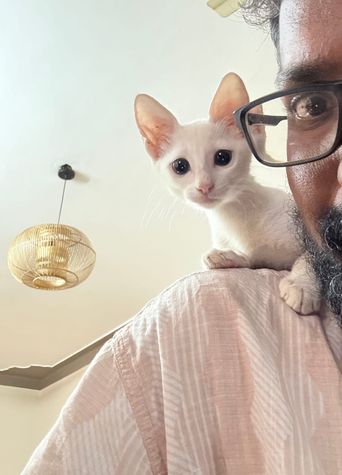 Luna, one of the Cats of Kochi.