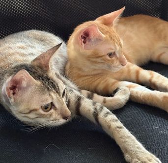A grey tabby kitten lying on its side on a black chair with a ginger kitten resting against it, their paws overlapping.
