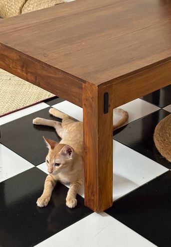 Ginger, one of the Cats of Kochi.
