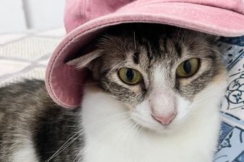 A grey tabby and white cat wearing a pink sun hat, looking at the camera.