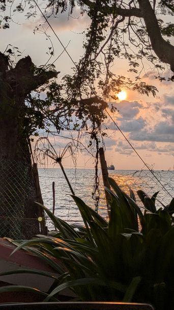Sunset over the sea framed by tree branches and plants