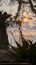 Sunset over the sea framed by tree branches and plants