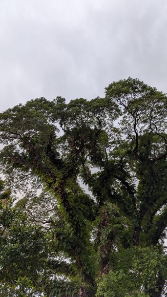 Tree canopy against an overcast sky