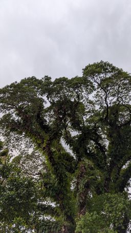 Tree canopy against an overcast sky