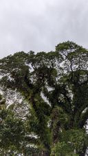Tree canopy against an overcast sky