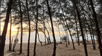 Sunset beach viewed through tall pine trunks, small groups of people on the sand.