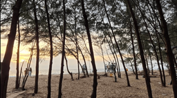 Sunset beach viewed through tall pine trunks, small groups of people on the sand.