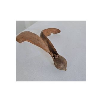 A dried winged seed pod with two papery blades and a hard round kernel, lying on a white surface.
