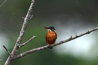 A small kingfisher with a blue cap and orange breast perched on a bare branch, beak open, against soft green foliage.