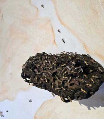 A dark nest-like mass crusted with hundreds of small metallic insects, mounted on a pale wooden panel, with a few insects straying across the bare grain around it.