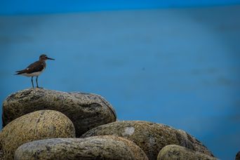 Common Sandpiper Actitis hypoleucos, Puthenthode, Kerala, India