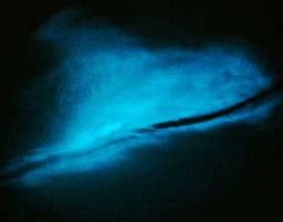 Bioluminescent blue glow in water — the kavaru phenomenon seen in Kerala’s backwaters.